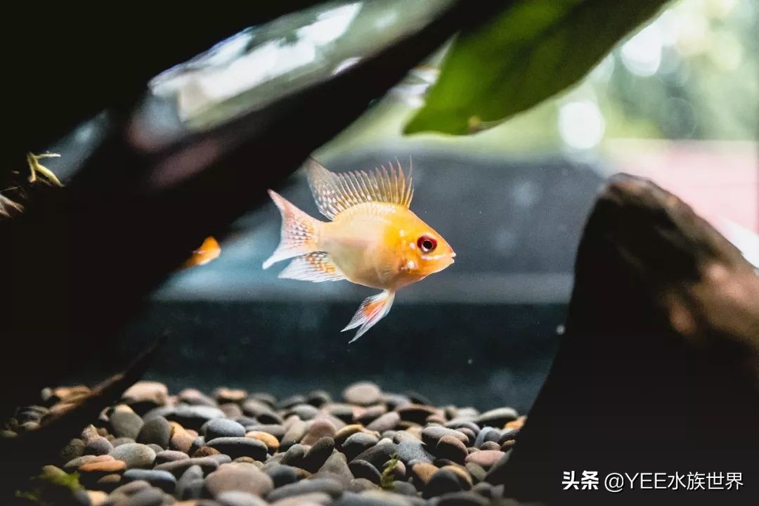 养鱼em菌的正确使用方法,在水产养殖中em菌是起什么效果