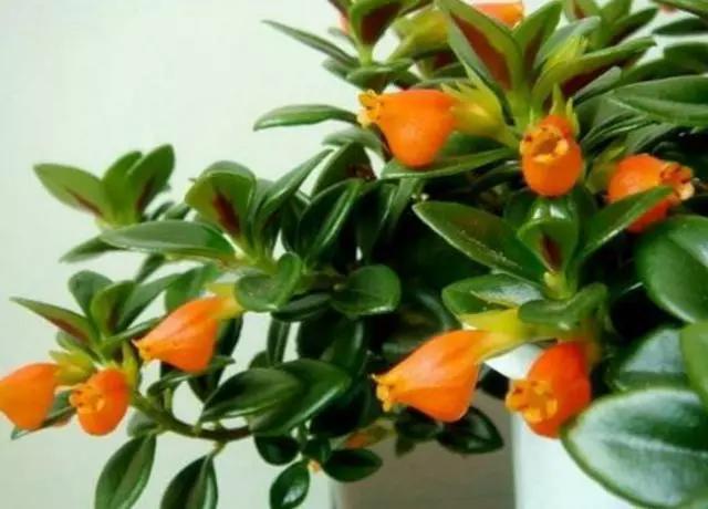 金鱼吊兰怎么整年不开花长得挺旺,金鱼吊兰叶子发黄掉叶怎么办