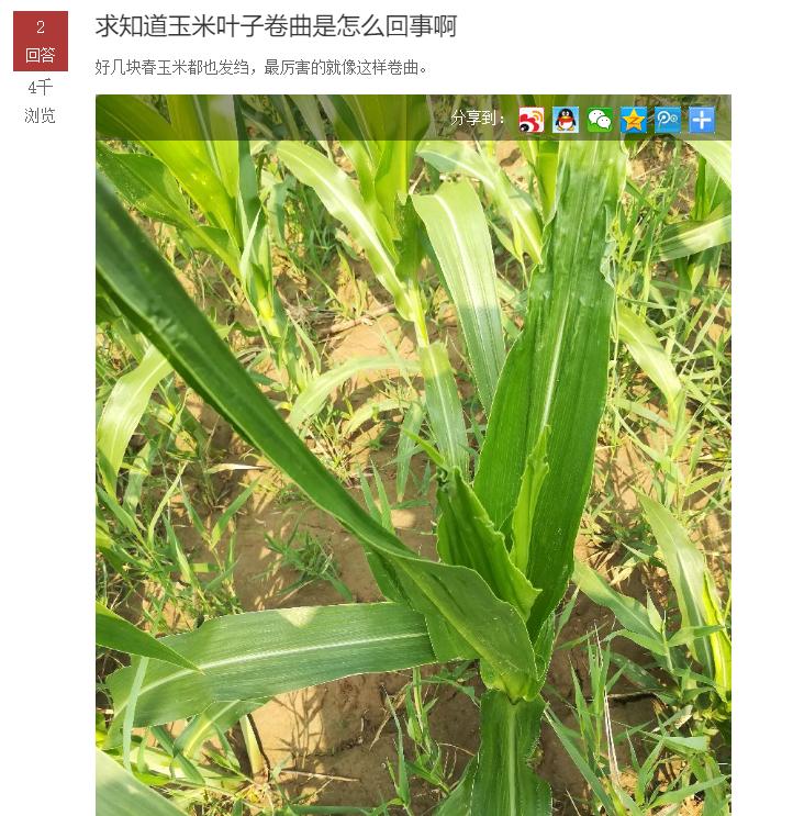 玉米刚长出来就卷曲,玉米叶子皱什么原因