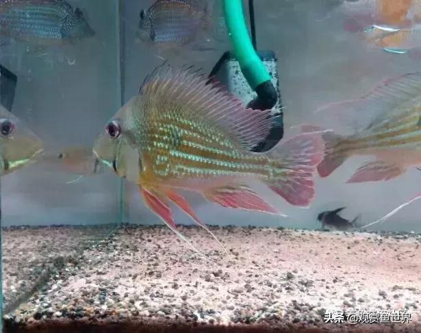 食土鲷一般多大尺寸,食土鲷哪个品种小一点