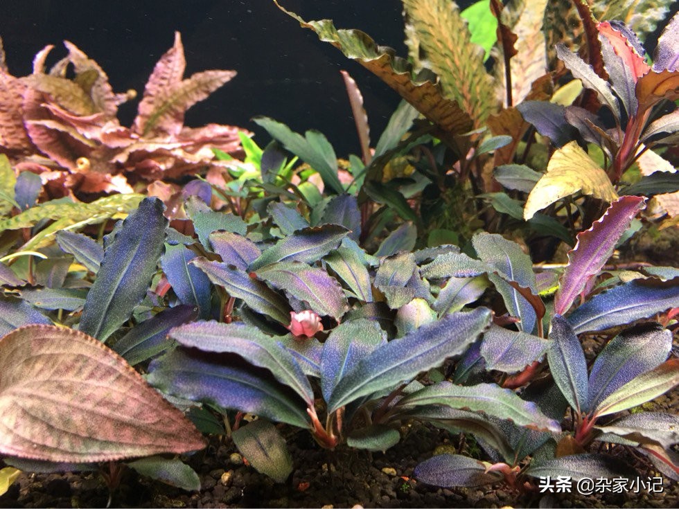 草缸辣椒榕大树造景,草缸辣椒榕怎么修剪