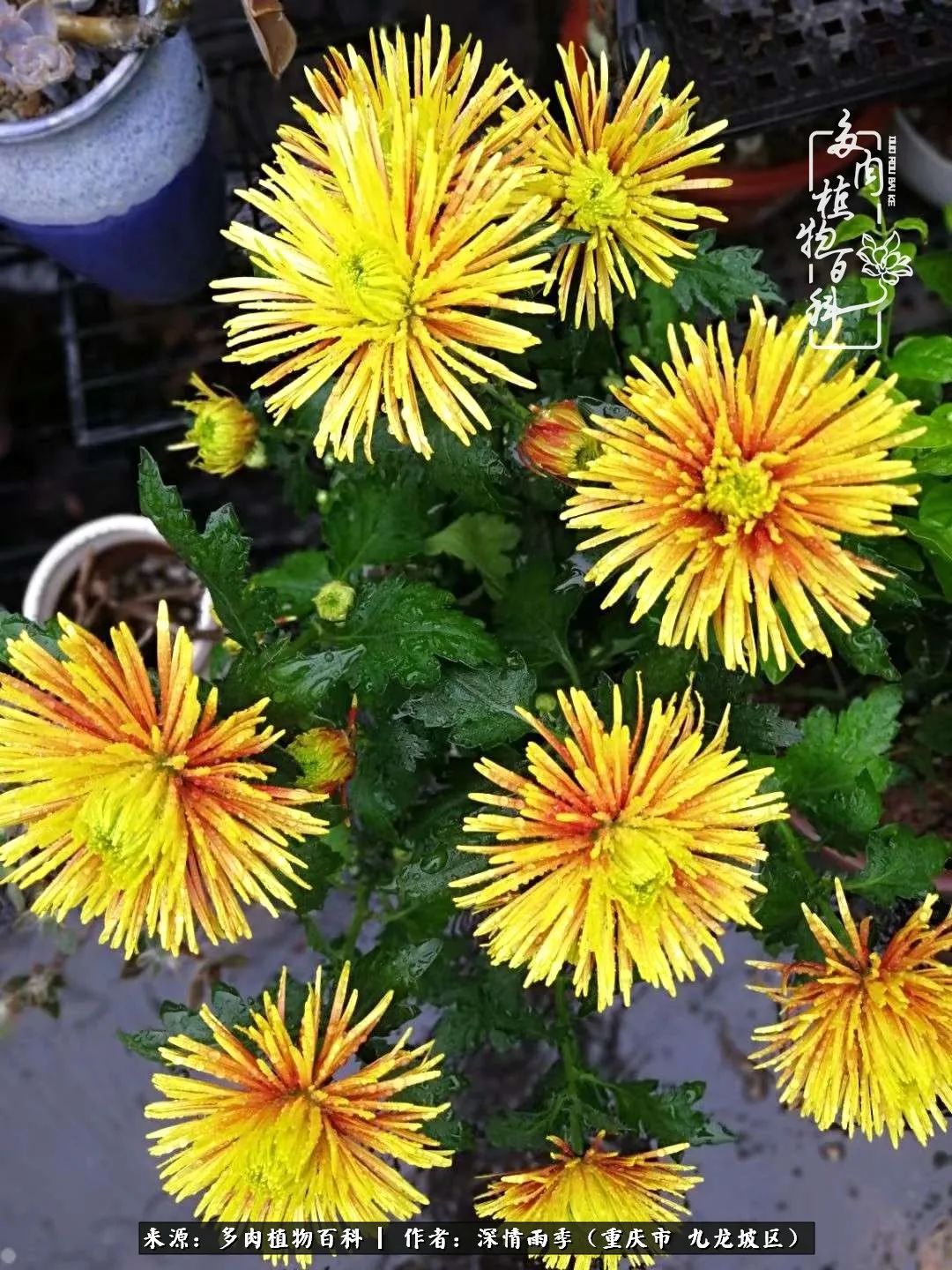 在重庆养多肉养的是一种信仰,重庆养多肉适合用什么土