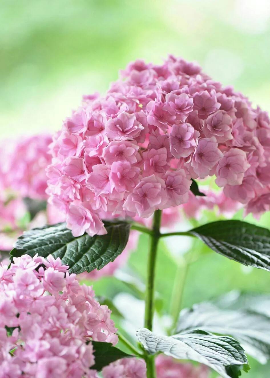 一加仑绣球长几年能长大,绣球扦插苗如何让其快速长大