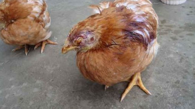 鸡肿眼睛是怎么回事用什么药,鸡眼睛肿冒泡什么病怎么治疗