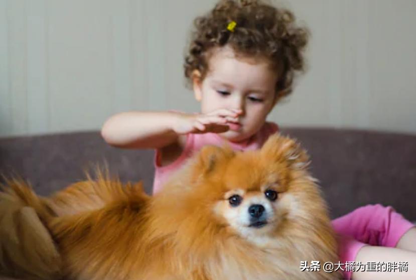 如何宠爱博美,博美要怎么教才听话