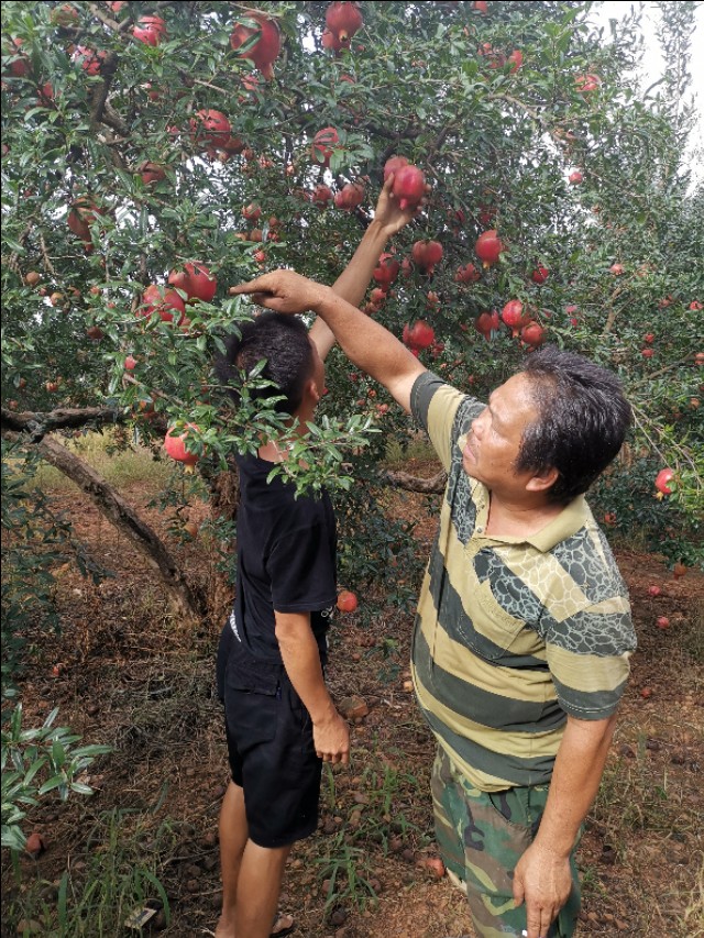 云南建水酸石榴皮薄多汁,建水县老树酸甜石榴