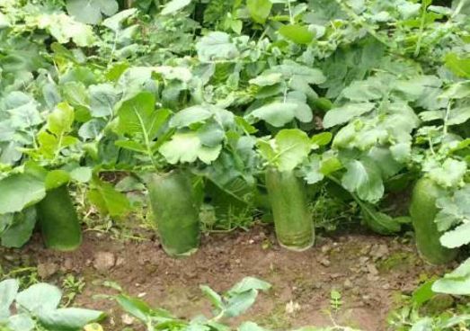 辽宁葫芦岛特产有哪些,辽宁特产有哪些值得带去的