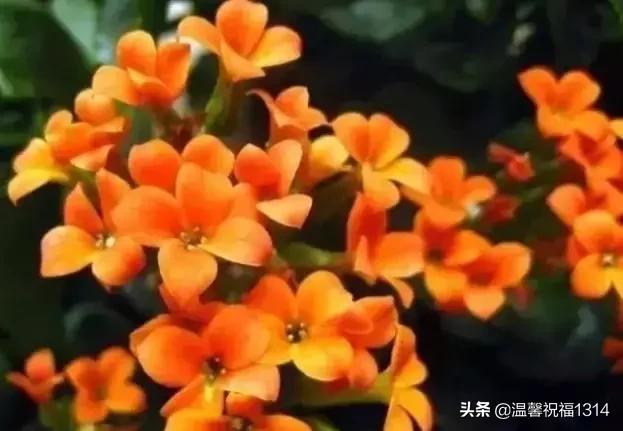 长寿花母亲节,母亲节长寿花视频