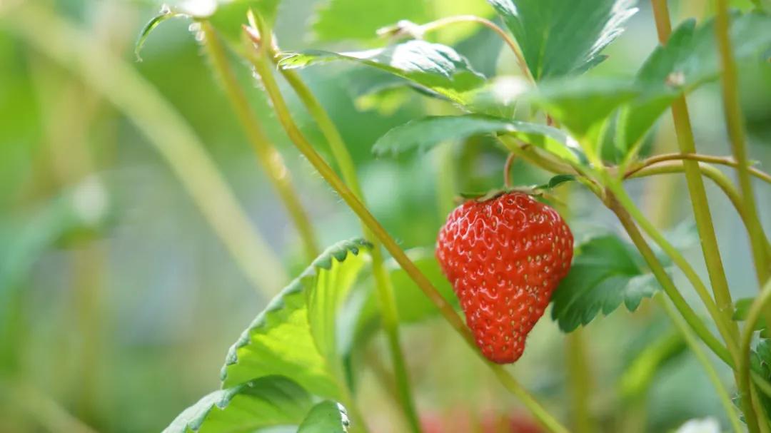 草莓种植前景及收益,草莓种植与效益