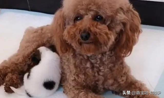 好心人捡到了一只小奶狗,人工喂养泰迪小奶狗