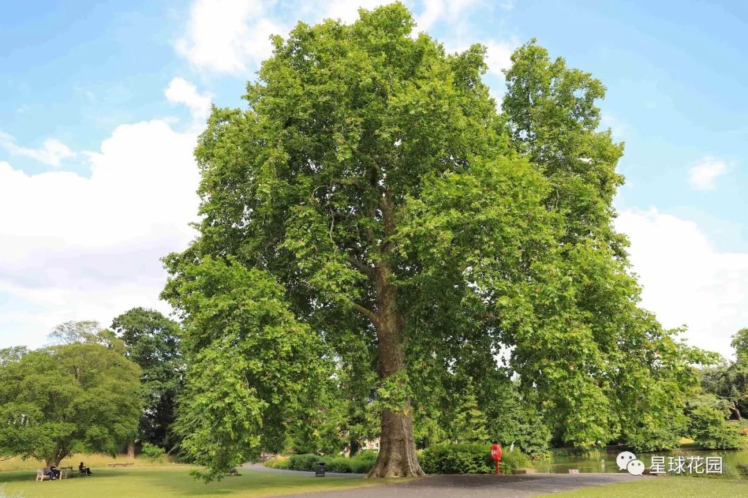 二木带你游花园|邱园（kewgarden）离我们到底有多远？