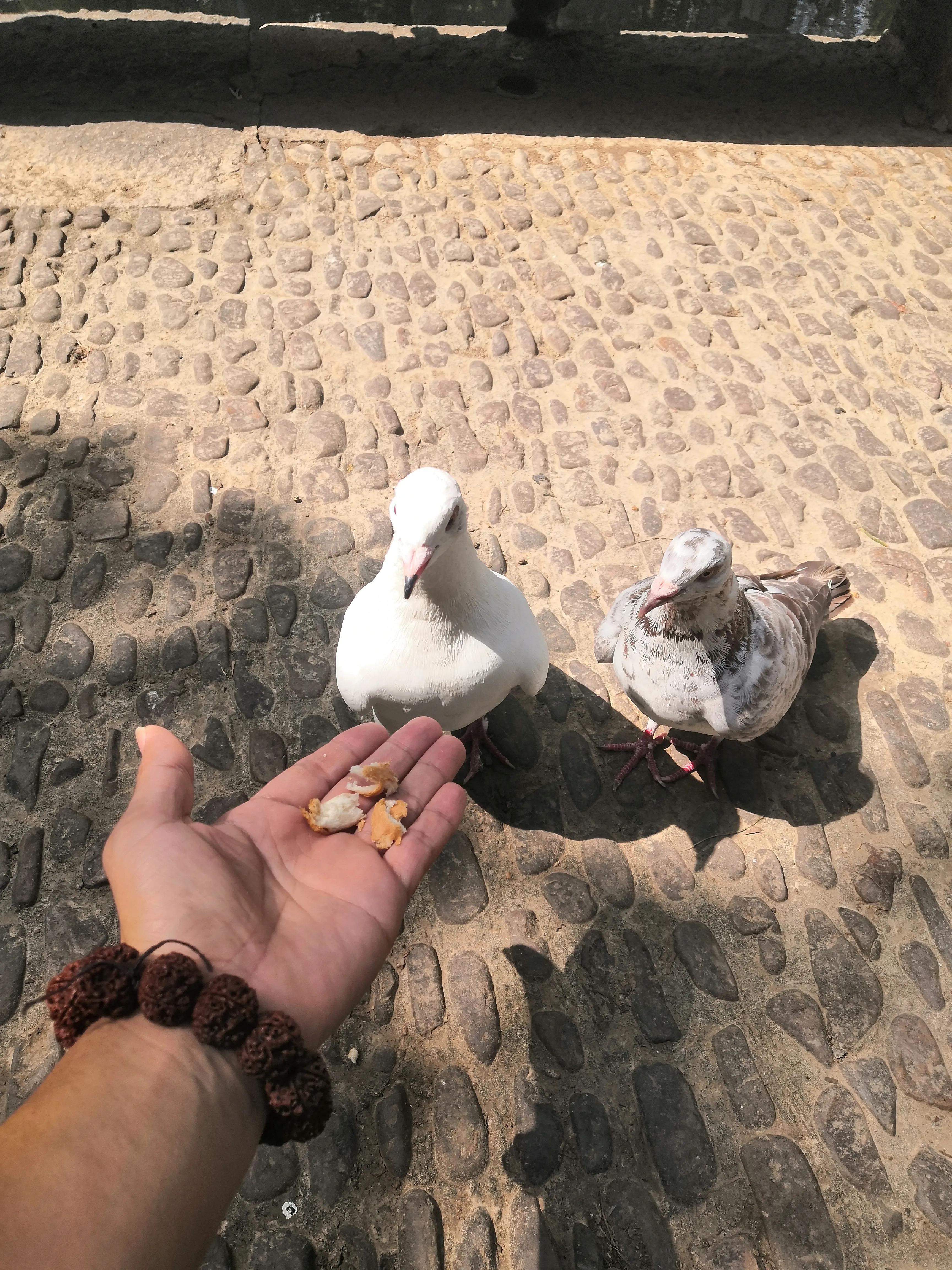 苏州西园寺值得一去吗,苏州西园寺旅游攻略