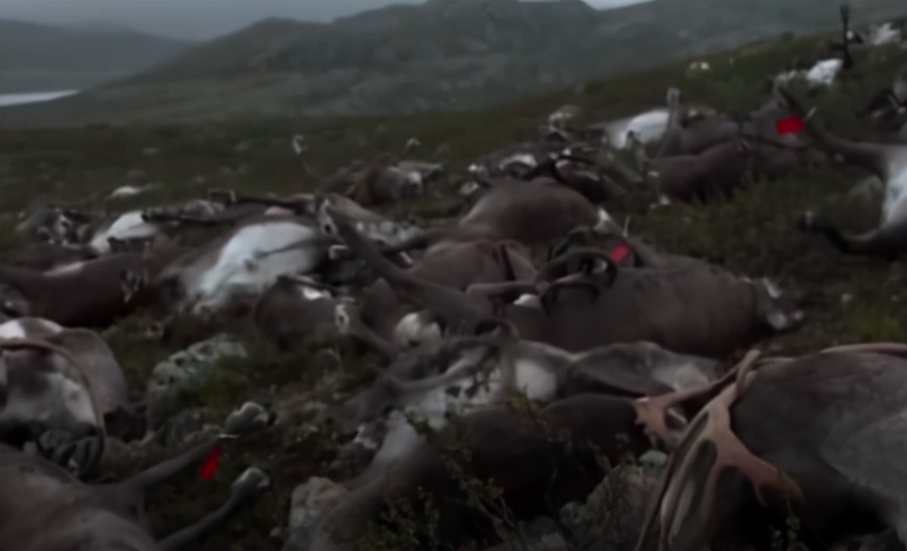 550只羊被雷劈死,500头羊被闪电劈死