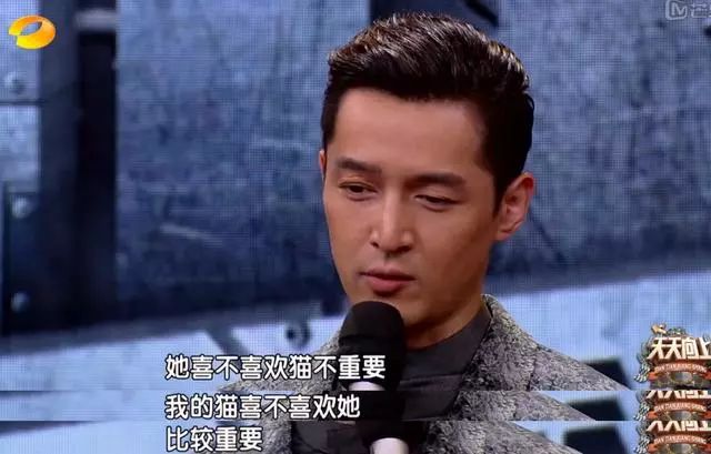 胡歌养的5只什么猫,胡歌的宠物猫