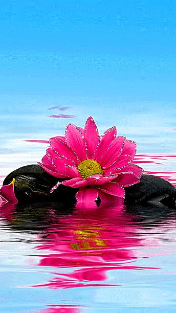 神秘的水中花,趣味神奇的水中花