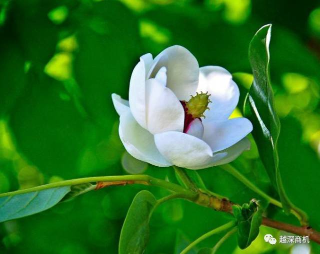 中国各大城市市花介绍,全国56市市花太美了的视频