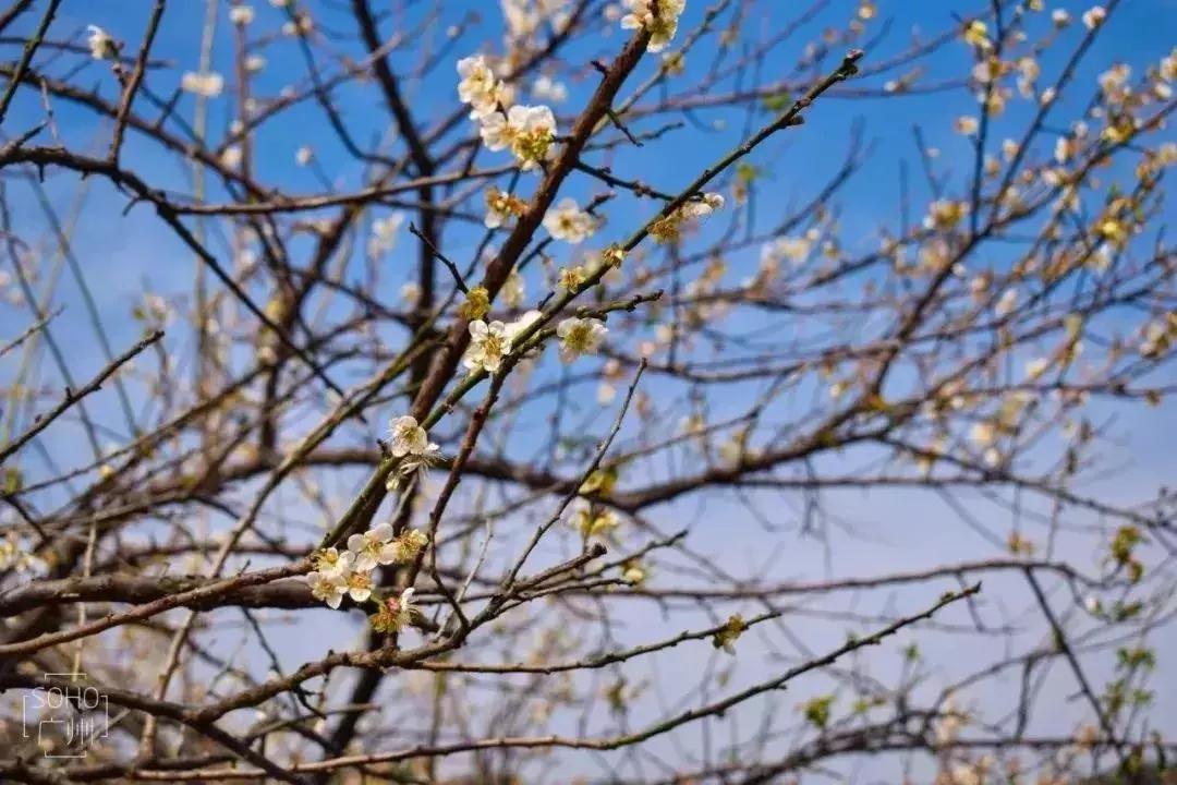 地铁直达!广州15个最适合春游的打卡点,春暖花开超好玩!