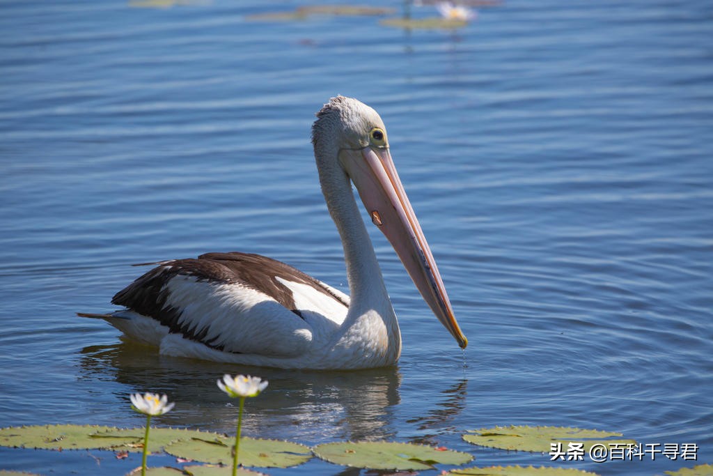 鹈鹕吞猎物到肚子里是怎么样的,鹈鹕的嘴真的是大口袋吗