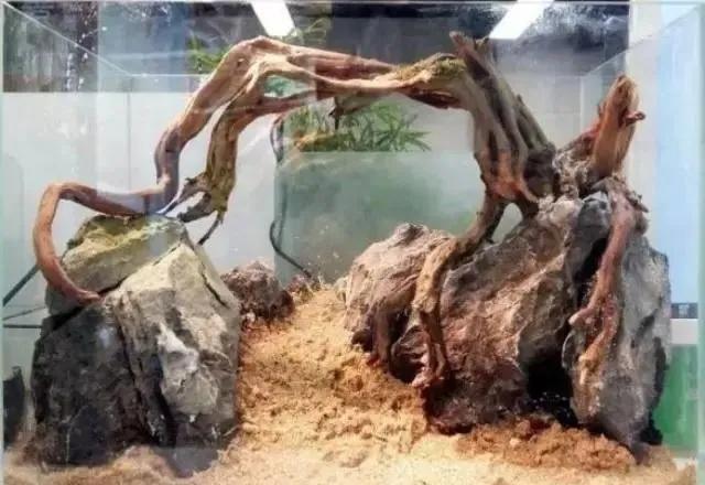 本色水景雨林,本色水景假山