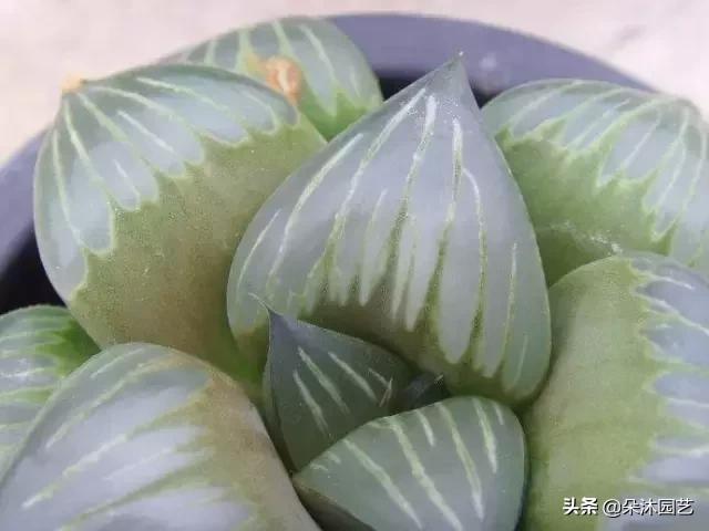 多肉十二卷寿的窗口怎么不透明,多肉热点话题