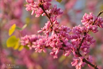 与春有关的成语或俗语,春字开头成语大全四字成语