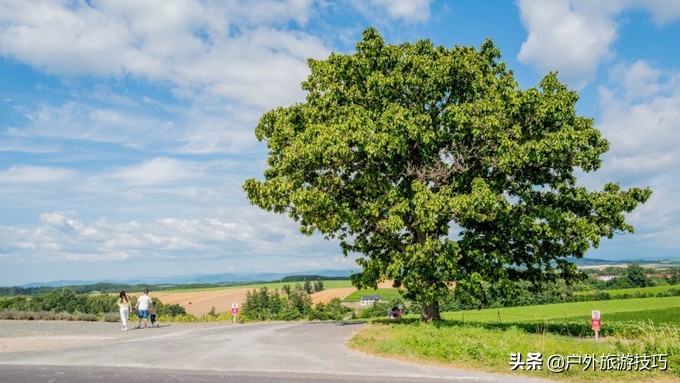 日本北海道富良野骑行攻略，试过在花田、花海中骑行吗？
