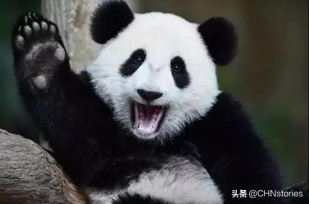 熊猫贝贝回国后的生活,和平大使熊猫