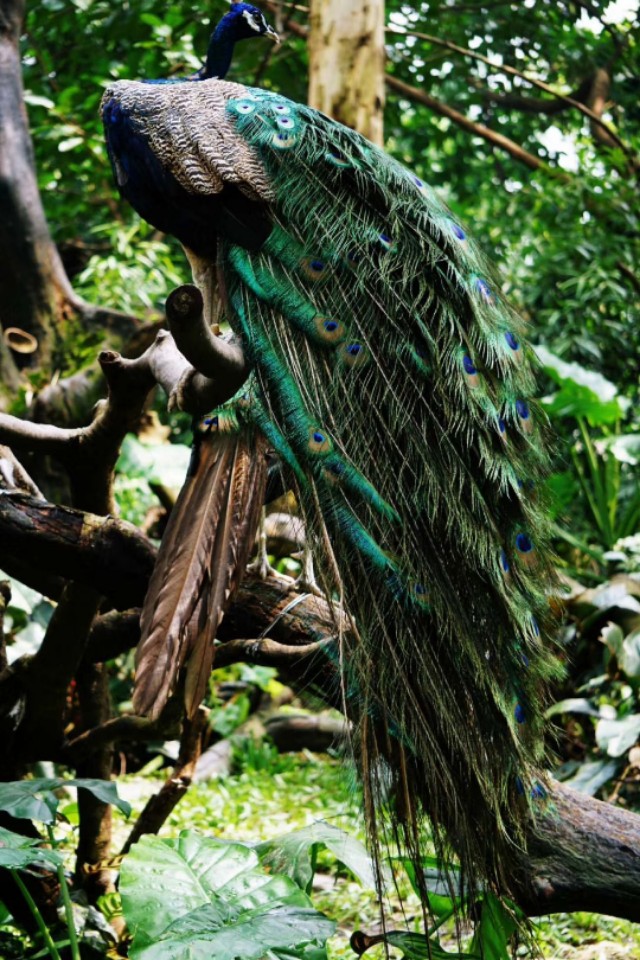 索尼微单a5100怎么导出视频 (索尼微单a5100可以拍视频吗)