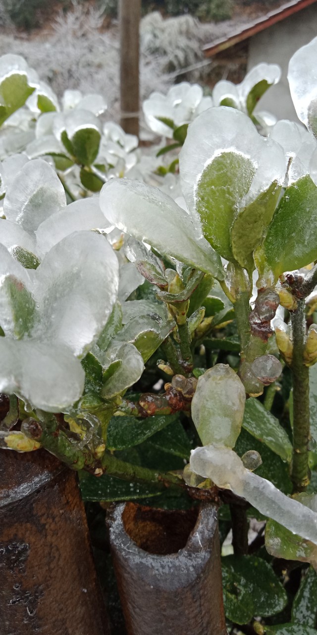 新手养羊八大禁忌,新手养羊