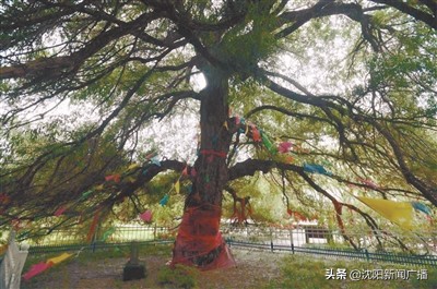 油菜花海打卡,沈阳油菜花海旅游攻略