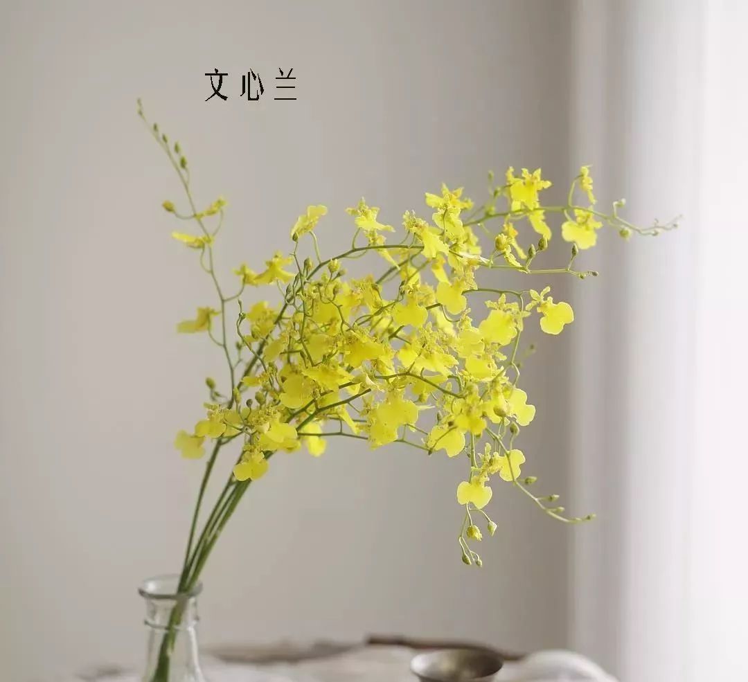 花店里同款的两种不同价格的花材,花店最容易被顾客误解的几种花材