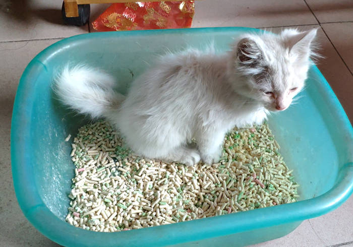 猫咪驱虫拉稀后应该怎么治,猫咪腹泻还能驱虫吗