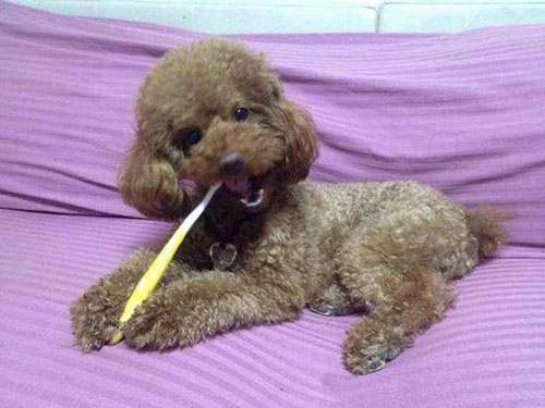 怎么改善泰迪的口臭,泰迪狗狗口臭什么原因