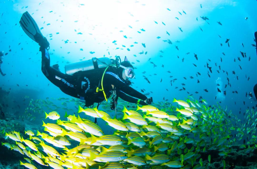 自由潜水水底的美,自由潜水和水肺哪个学的快