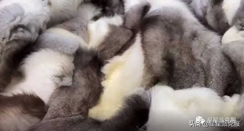 怎么辨别派克服貂毛,如何判断派克服内胆是狐狸毛