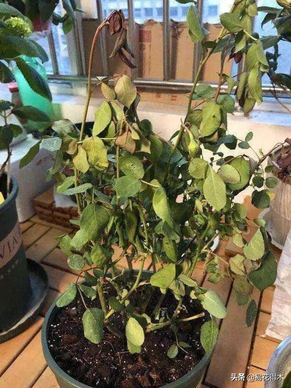 盆栽枯萎什么原因,家里的盆栽总是蔫