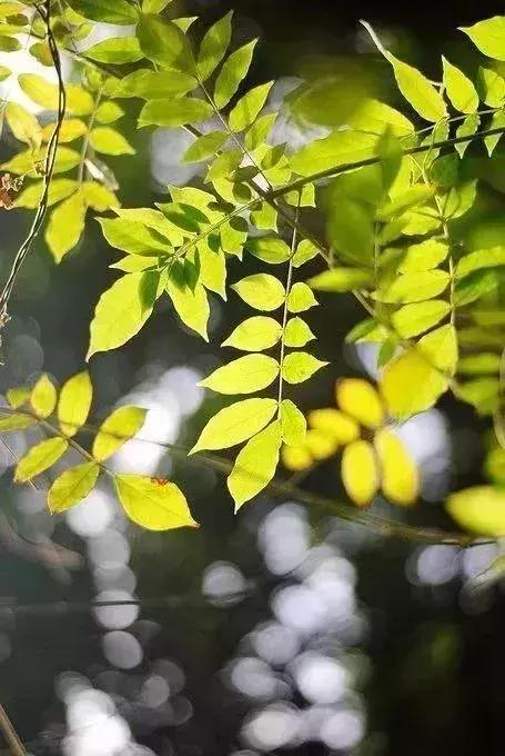 “筑梦乡村•幸福同行”碧桂园•英德连铁古驿道公益徒步活动