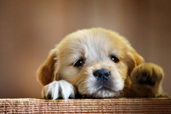 狗狗哼唧叫唤什么意思,狗狗哼唧意思