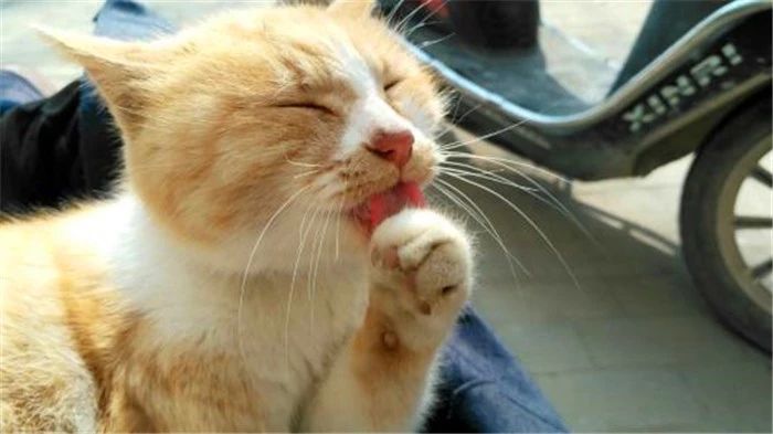 狗狗舔爪子含义什么,狗狗老是舔它的前爪怎么回事