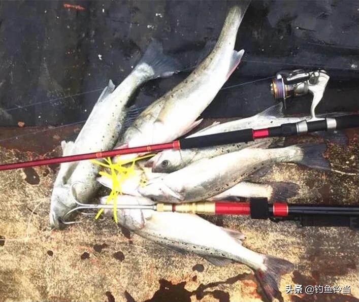 如何野钓海鲈鱼技巧和方法,海鲈鱼垂钓方法和技巧