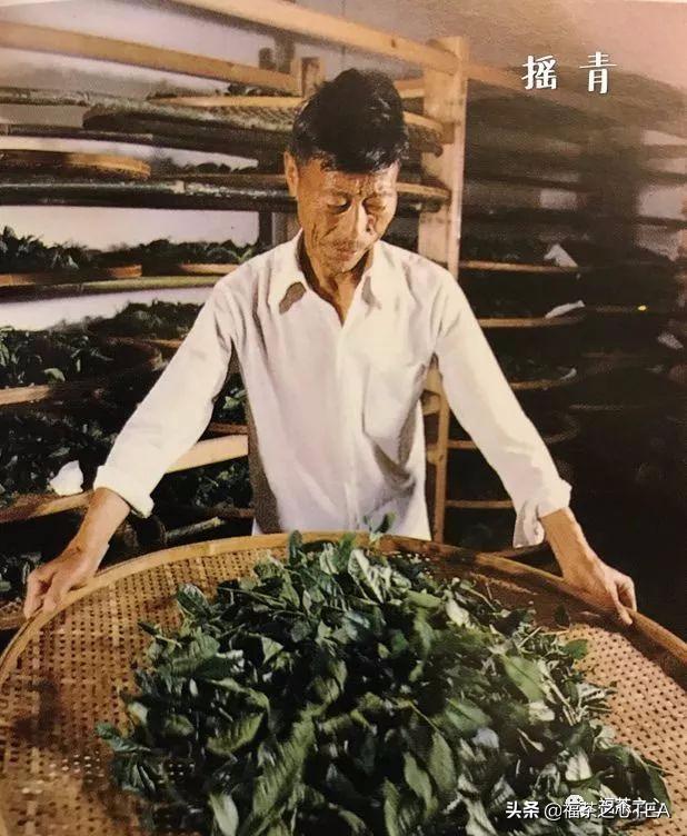 福建武夷山大红袍高香炭焙肉桂,武夷茶大红袍传统技艺