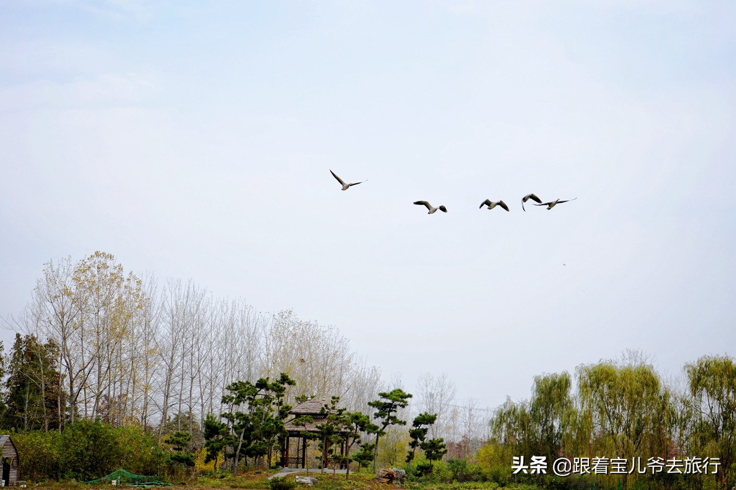 南京燕雀湖水杉林,南京秋天水杉林