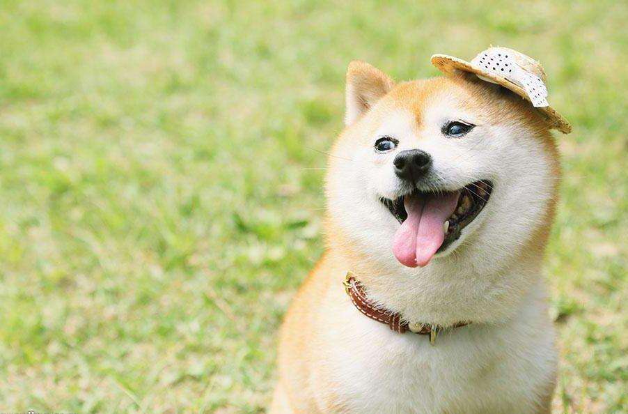 最适合中国人养的十种狗,全世界常见的70种狗