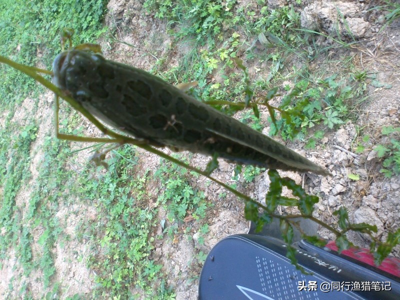 单手卸鱼小技巧,卸鱼手法教程视频