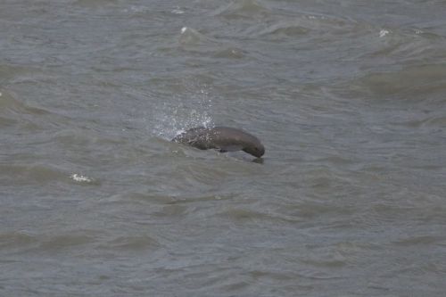 洪紫千出海记完整版 (出海记洪紫千视频)