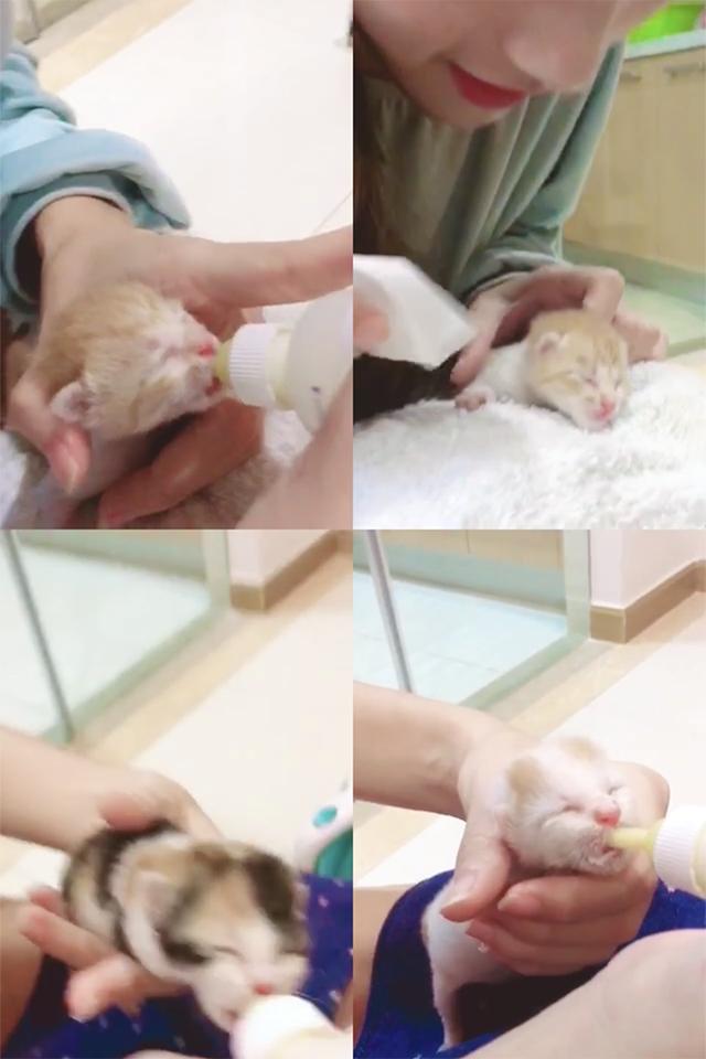 如何喂养刚出生的小奶猫,怎么喂养小奶猫
