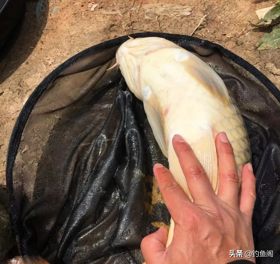 入门级野钓鱼竿推荐top10,推荐几款简单的钓鱼竿好用