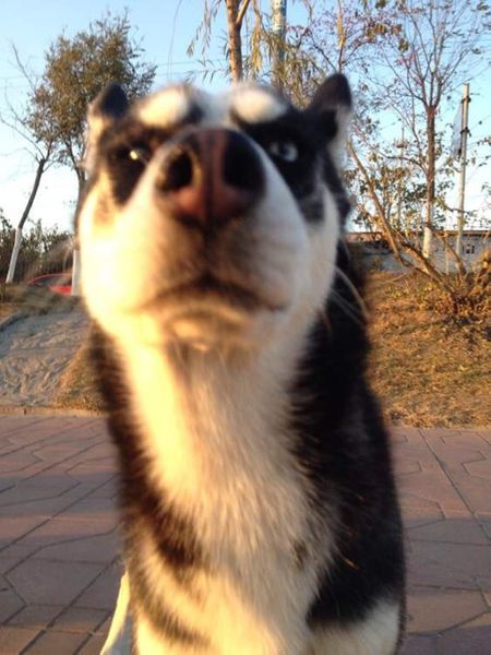 为什么哈士奇那么二,为什么哈士奇号称二哈