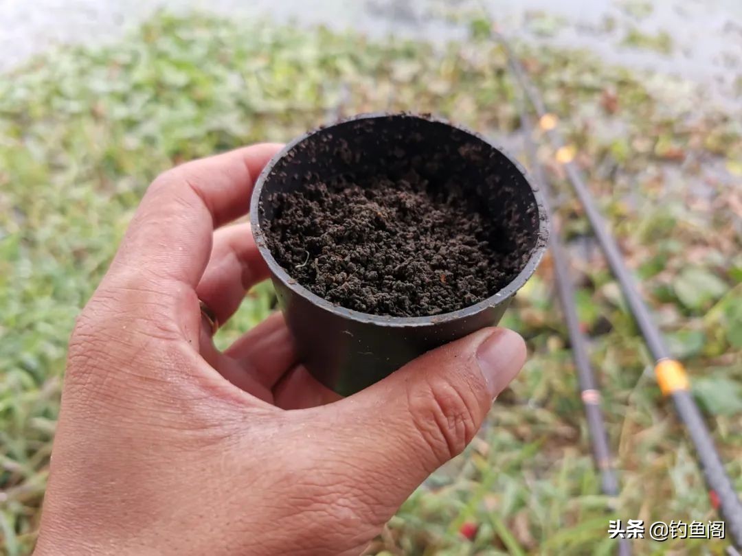 春雨钓鲫鱼技巧,野钓黄辣丁怎么钓