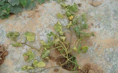 甜瓜定植后蔓枯病症状,甜瓜根腐病防治方法